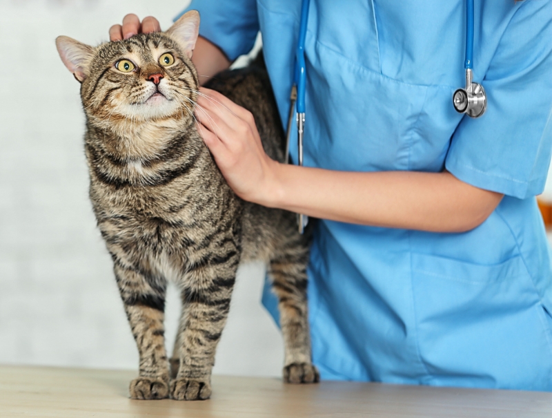 Veterinary Jobs in Kula